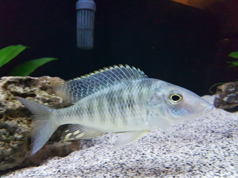 Taeniolethrinops praeorbitalis